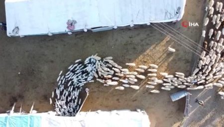 Elazığ’da kuzuların anneleriyle buluşması bu türlü görüntülendi