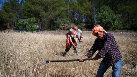 5 tonluk buğday lokal üreticiye nefes olacak