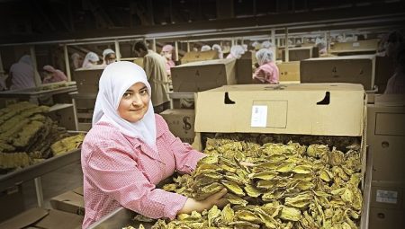 Tütün dalı 7 yıl sonra ihracatta 1 milyar dolar hududunu aştı