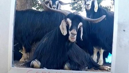 Fenomen çoban bu kere ekran başına geçen keçisine seslendirme yaptı